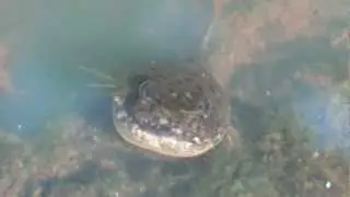 MASSIVE Rana clamitans Tadole/Froglet