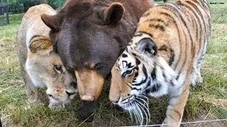 Unusual BFFs: A lion and tiger and bear, oh my!