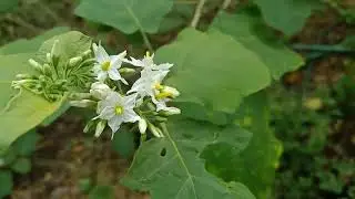 white flower || WORLD PHOTOS AND VIDEOS By PJSS
