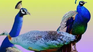 Topbirds stock video #peacock  awaz |peacock female   | background stock music |