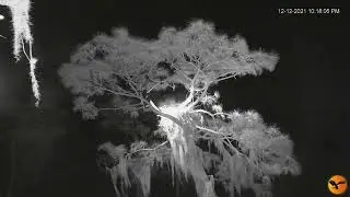 12/12/2021~Eagle Country~Balze Then Abby Spooked Off The Remote Tree