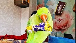 Green parrot video Tranding 