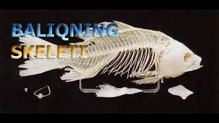 ZOG'ORA BALIQNING SKELETI MUSKULLARI VA SUZGICH PUFAGI |  БAЛИҚНИНГ СКЕЛЕТИ МУСКУЛИ ВА СУЗГИЧ ПУФAГИ