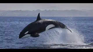 Killer Whales with Josh McInnis Marine Mammal Research Unit University British Columbia YT vs