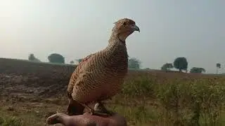 Teetar ki सुबह-सुबह ki masti teetar saat sal ka hone wala hai#information #titarmasti