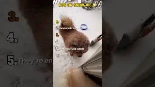 Dogs Having Fun on Ice and Snow!!!