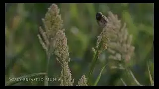 Маленькие крылья заднего двора