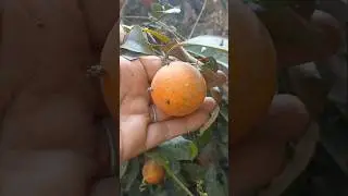 lemon harvest #harvesting #fruits #nature #shorts 5