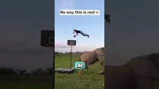 Even The Elephant Looked Surprised 😳 #shorts