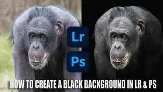 How to edit photos in Lightroom & Photoshop with a black background. For Beginners. Animal portraits