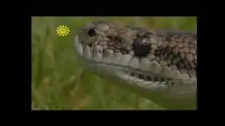Aussie Antics TV series A Rare Sight