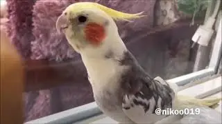 SULTAN PAPAĞANI ÖLÜRÜM TÜRKİYEM NET ÖTÜŞ