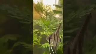 &ldquo;Slow glide&hellip; sharp eyes&hellip;This is why angelfish are aquarium kings 👑🐠&rdquo;