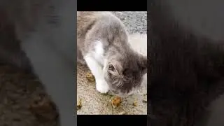 cats eat 8 #kitten #cute #kitty #cat #catvideos #catshorts #kucinglucu #kucingimut #kucingkampung