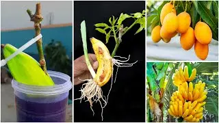 How to grow mango tree from mango cutting in banana fruit | Effective growing method