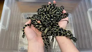 КОРОЛЕВСКИЕ КОБРЫ: РАЗМНОЖЕНИЕ, СОДЕРЖАНИЕ И КОРМЛЕНИЕ