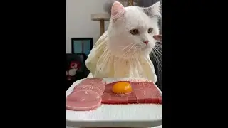 Meow mealtime is here!  #feeding cats #little foodie cat