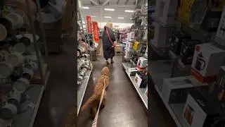 Dog friendly shops in the UK! #dogsofyoutube #dogvlog #dayinthelife #dayinmylifevlog #dogfriendly