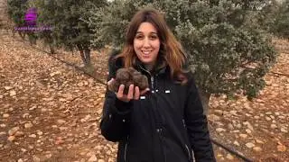 Hallada en Sig&uuml;enza una de las trufas m&aacute;s grandes de Espa&ntilde;a, de 810 gr.