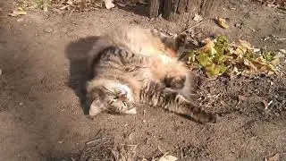 2021 10 29 Филяка   валяка