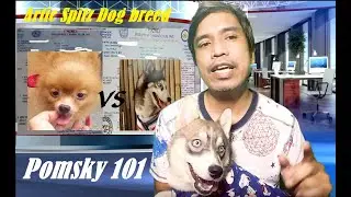 Pomsky 101 :  Updates and Information on Artic spitz/ pomsky Breed