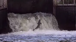 salmon run 2020