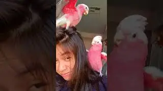 ThiRSTY PiNK BaBy DiNOSAURS🩷🩷🩷#talkinggalahs#smartbirds#prettybirds#talkativeparrots