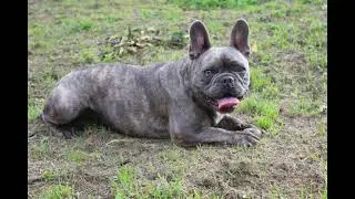 Can French Bulldogs Tolerate the Heat? What Every Owner Should Know