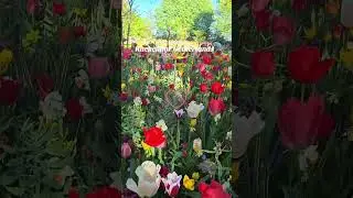 Kuekenhof Netherlands #viralvideo #facts #funfacts #subscribenow #leonleeshangaming