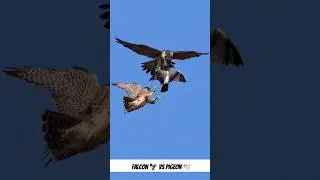 3 Hawk's Attacking On One Pigeon 😰 Falcon Attack 🦅 #pigeon #kabootar #falcon
