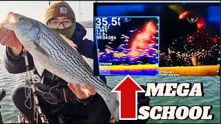 БЕЗУМНЫЕ школы полосатой рыбы в DWC🔥 | Ловля полосатой рыбы на реке Сакраменто