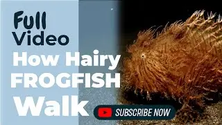 How Hairy Frogfish walk ? #orcatorchd910v