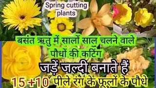 Spring, बसंत ऋतु (पीले) रंग के 25 परमानेंट फूलों के पौधे की कटिंग लगाऐं # अतिसुन्दर पीले रंग के फूल#