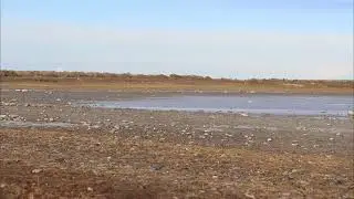 Chorlo de Magallanes, Magellanic Plover (Pluvianellus socialis)