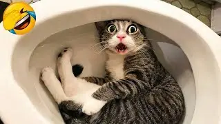 Funniest cats 🐈 and dogs🐕 videos caught on camera 😸😹🙀😻 #cat #dog #funny 