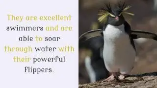 18 Amazing Facts You Never Knew About Rockhopper Penguin