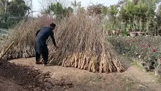 The dry fruits season has arrived.Its a good time plants saplings in the nursery.