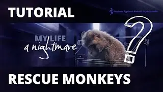 Sign the petition against animal testing on monkeys - Tutorial