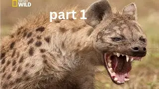 Spotted Hyena (Crocuta Crocuta) [National Geographic Documentary HD 2017]