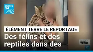 Trafic d'animaux sauvages : des félins et des reptiles dans des appartements à Paris • FRANCE 24
