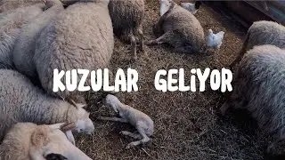 Kuzalar gelmeye devam ediyor - Yem geldi - Çatı işi olmadı