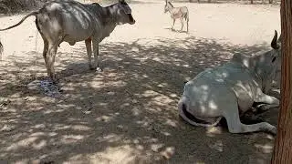Donkey fighting #camel #donky
