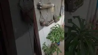kitchen garden #plants #greenplant #greenscreen #kitchengardening