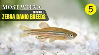 Most Weird Zebra Danio Breeds In The World | Wild Whim