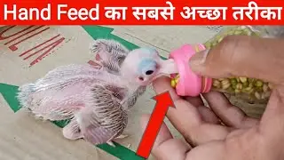kabutar ke bacche ko hand feeding kaise karen||How To Hand Feed a Baby Pigeon