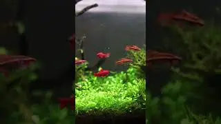 cherry barb.... Aquarium
