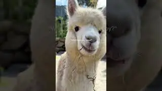 It&rsquo;s the alpaca and the farm itself ❤️ #alpaca #farm #nature