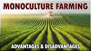 What is MONOCULTURE FARMING..? Advantage and Disadvantages of Monoculture In Agriculture Industry