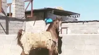 Horse beautiful power #horse#horses#like#live#yt#animals#life#short#love#power#beautiful#viral#video