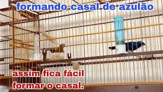 como formar casal de azulão da forma correta